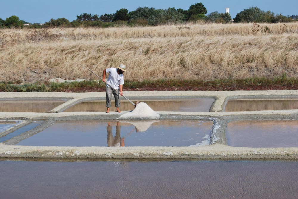 marais salants ile de re