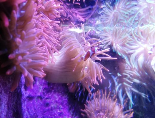 Poisson clown dans aquarium