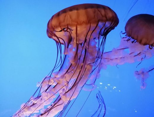 aquarium la rochelle