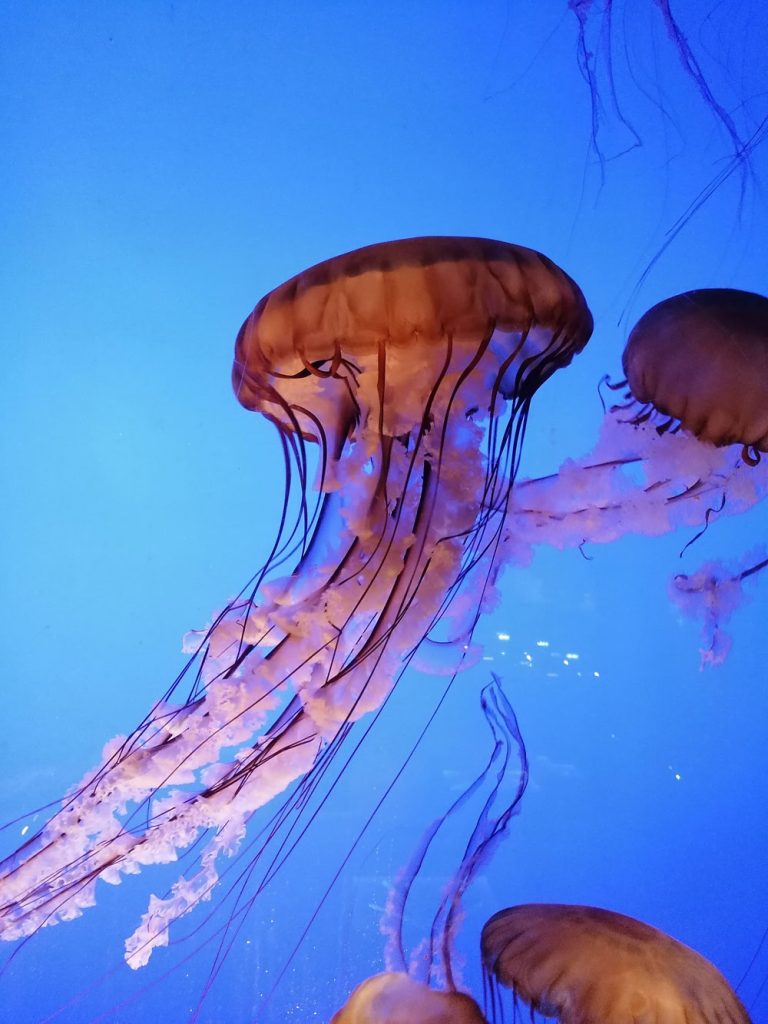 aquarium la rochelle