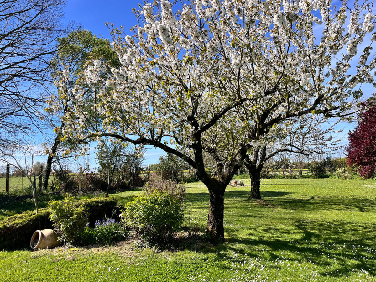 Maison Saint Medard D Aunis – Propriete en Pierre 296 m2 sur 2400 m2 de parcelle — photo 2/8