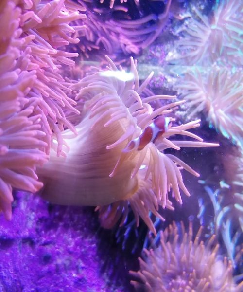Poisson clown dans aquarium