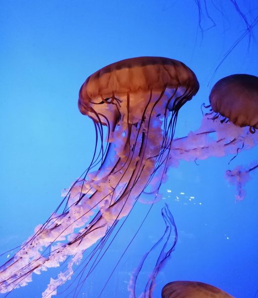 aquarium la rochelle
