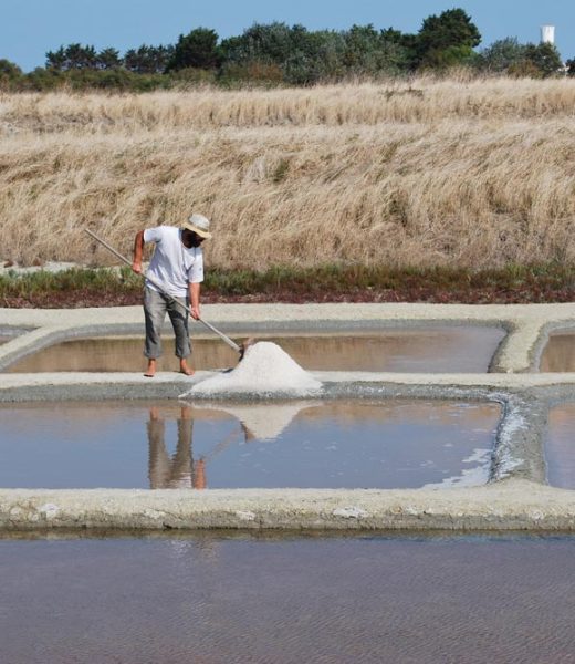 marais salants sur l'ile de Ré